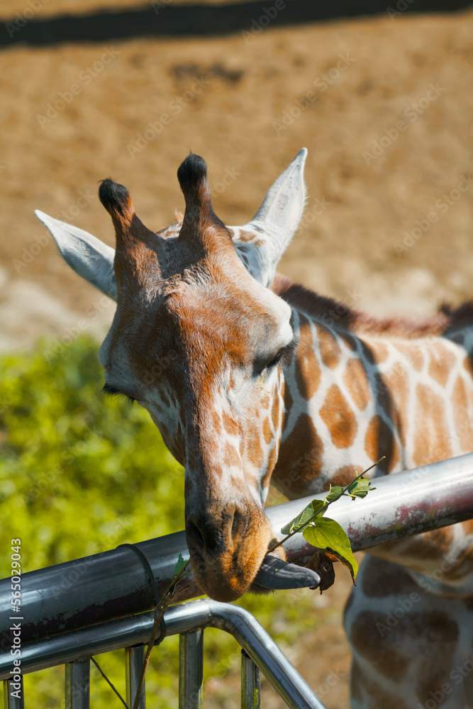 Naklejka premium Giraffe Making funny faces while eating