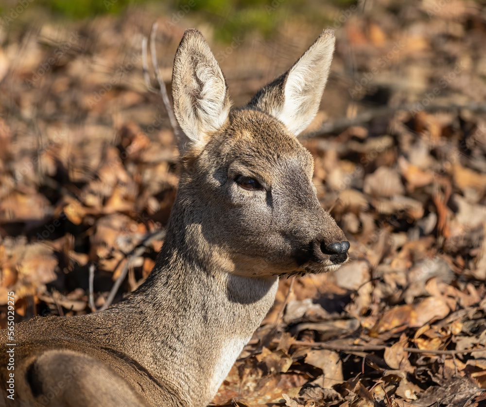 Fototapeta premium Portrait of a deer at the zoo