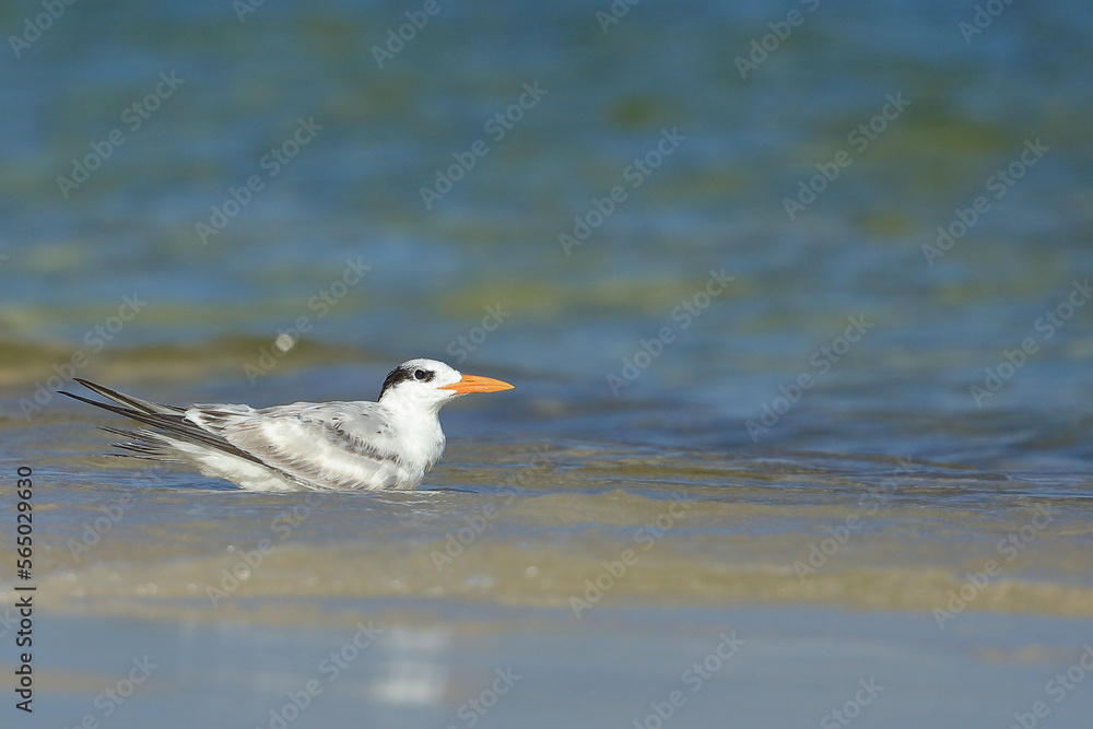 Royal tern, Thalasseus maximus, Saint Andrews Sate Park, Florida, USA Royal tern, Thalasseus maximus, Saint Andrews Sate Park, Florida, USA