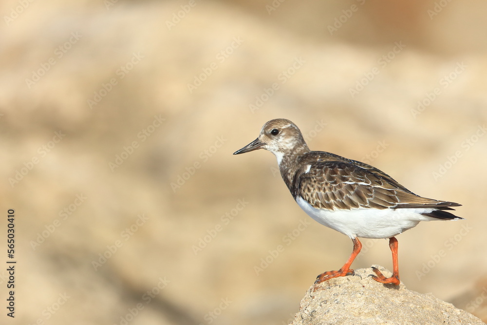 Ruddy Turnstone, Arenaria interpres, Saint Andrews Sate Park, Florida, USA Ruddy Turnstone, Arenaria interpres, Saint Andrews Sate Park, Florida, USA