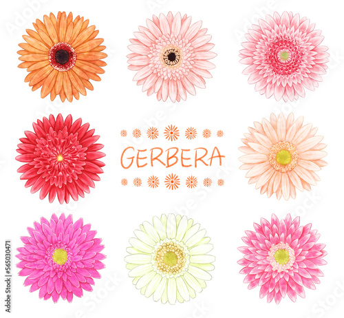 Gerbera