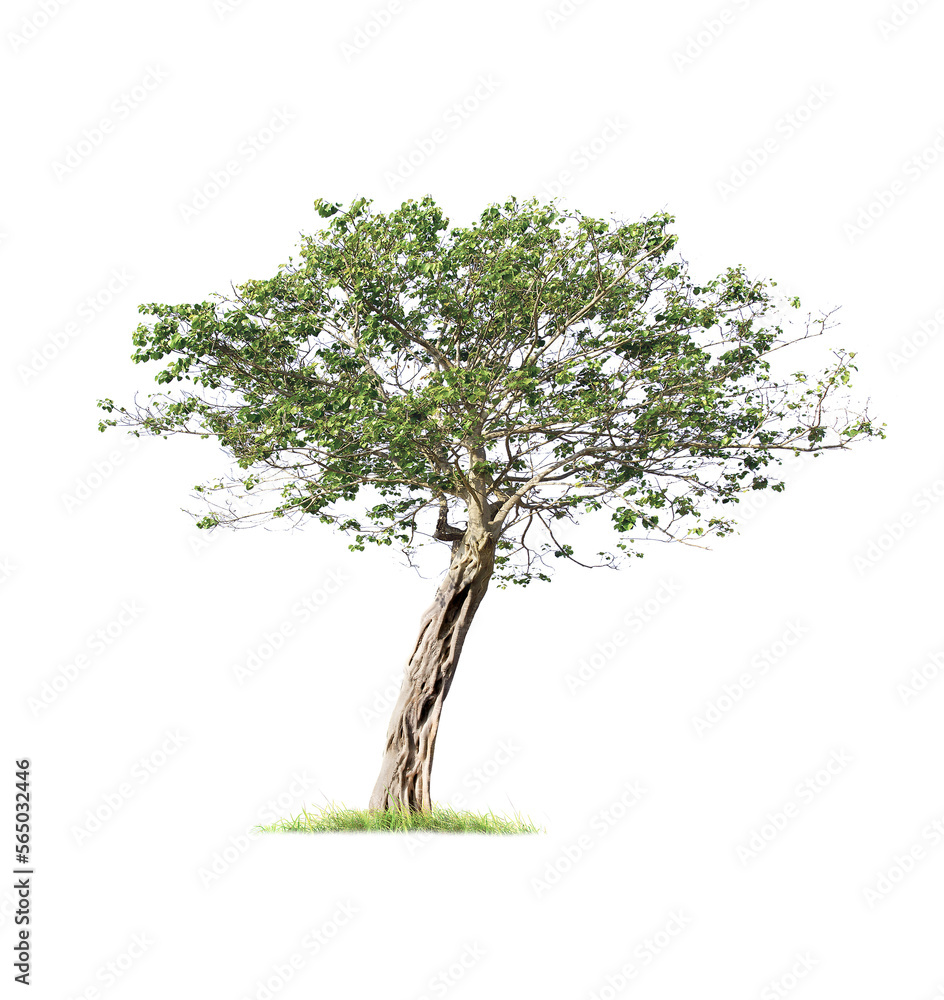 Obraz premium isolated big tree on White Background. tropical trees isolated used for design, advertising and architecture