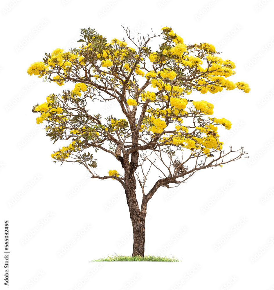 isolated big tree on White Background. tropical trees isolated used for design, advertising and architecture isolated big tree on White Background. tropical trees isolated used for design, advertising and architecture