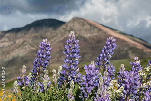 Springtime nature landscape image of purple wildflowers blooming in a mountain meadow.
