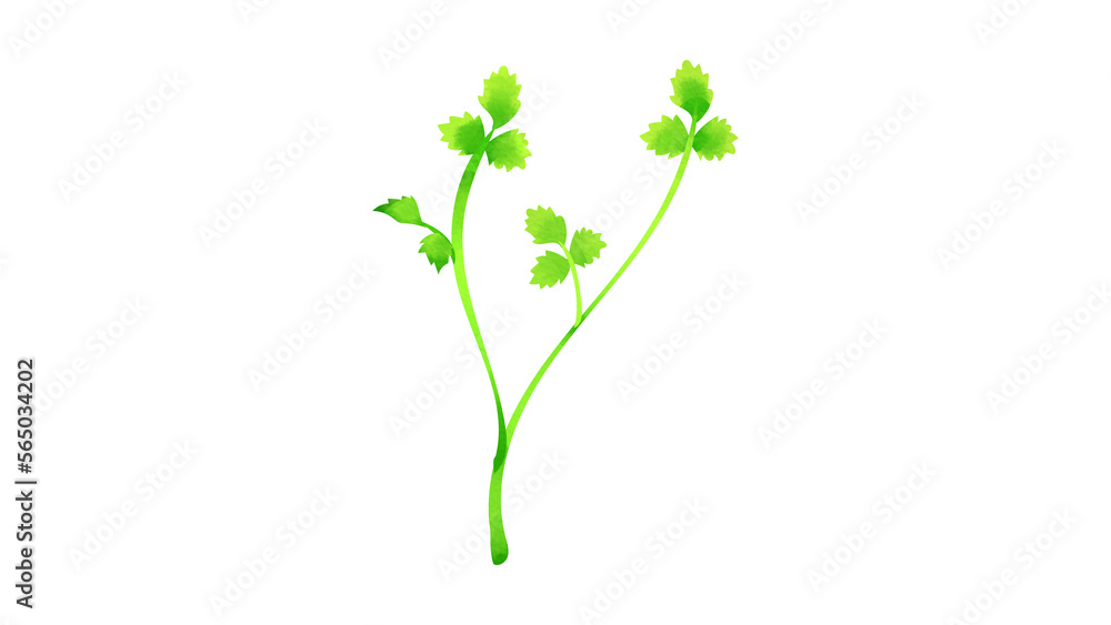 Obraz premium セリの水彩風イラスト