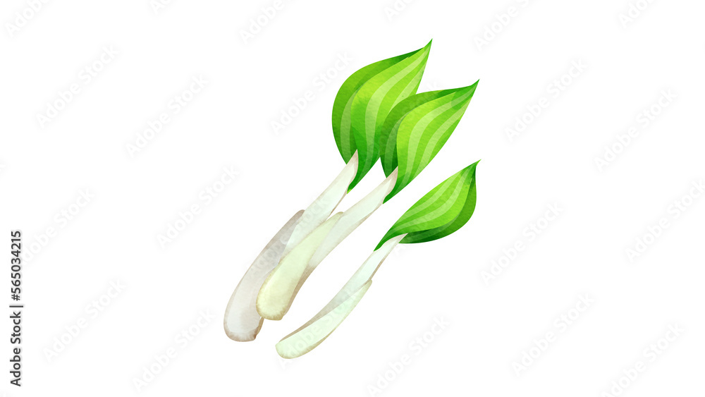 ウルイの水彩風イラスト ウルイの水彩風イラスト