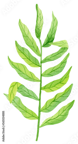 Watercolor green tropical leaf isolated on white background. Botanical illustration.
