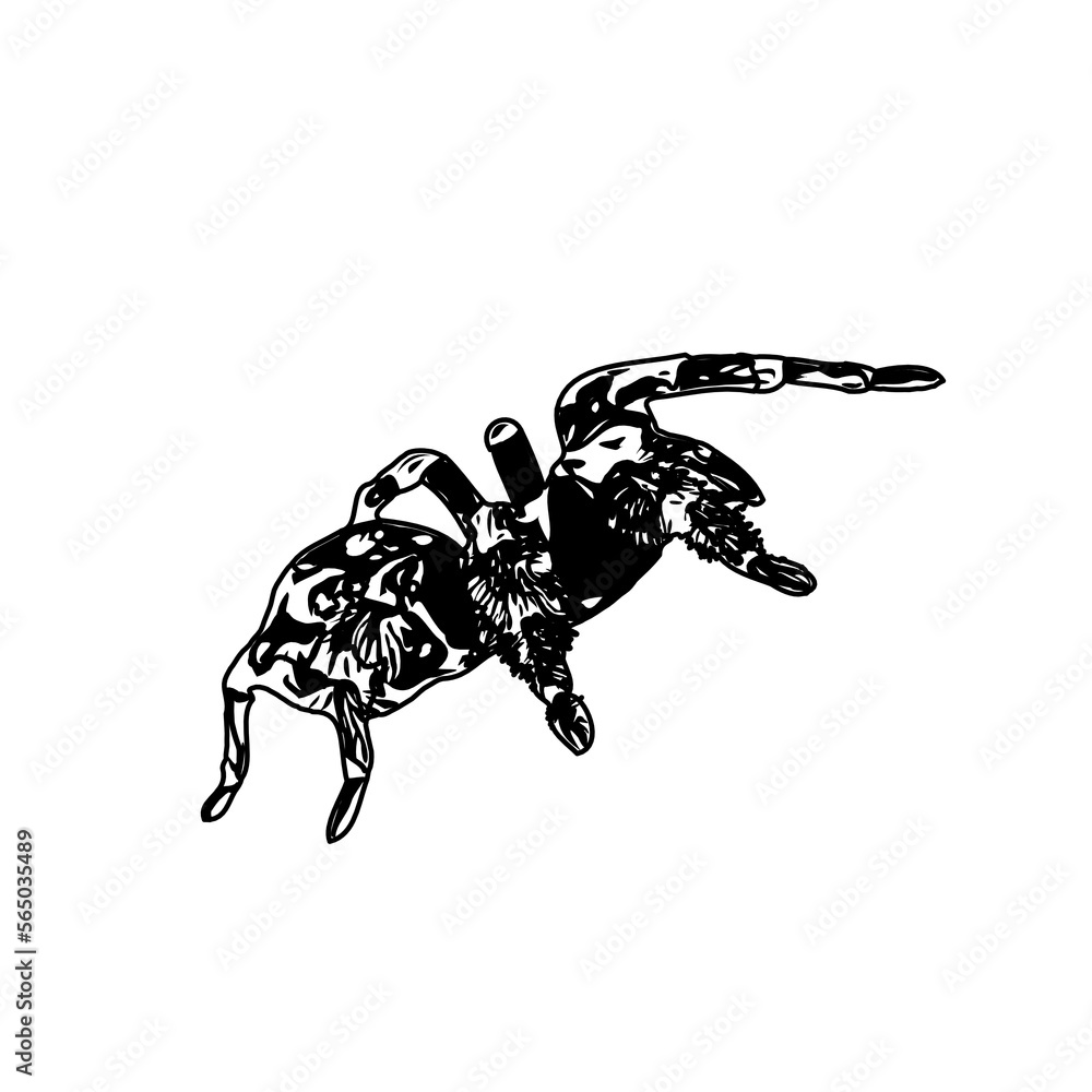 Fototapeta premium black and white sketch of spider with a transparent background