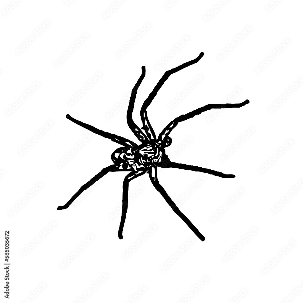 black and white sketch of spider with a transparent background black and white sketch of spider with a transparent background