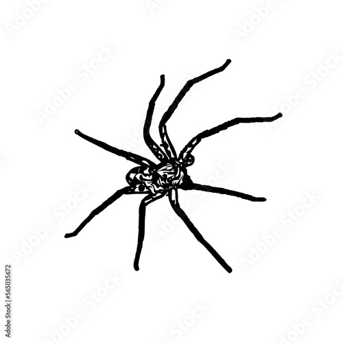 black and white sketch of spider with a transparent background © Ahmad