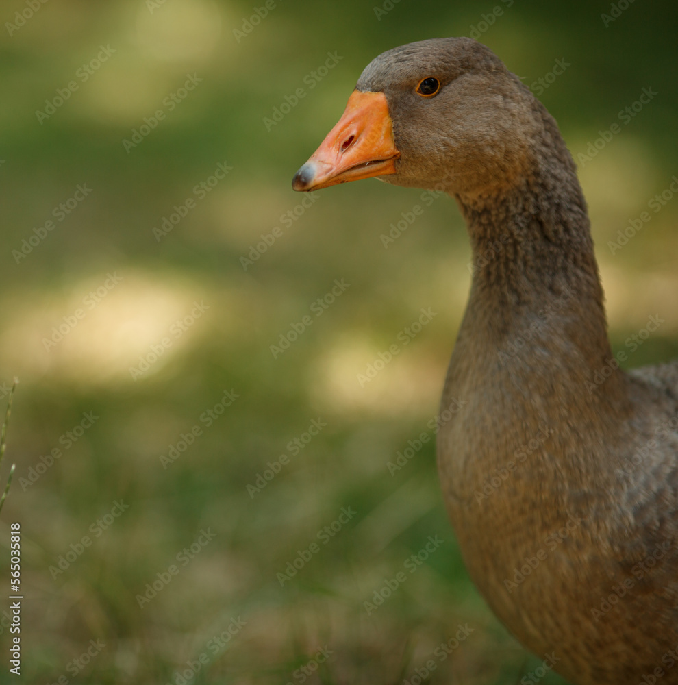 Close-up portrait of a wild grey gander goose walking in green grass in a summer field with soft natural light shot with telephoto lens with softly blurred background with copy space Close-up portrait of a wild grey gander goose walking in green grass in a summer field with soft natural light shot with telephoto lens with softly blurred background with copy space