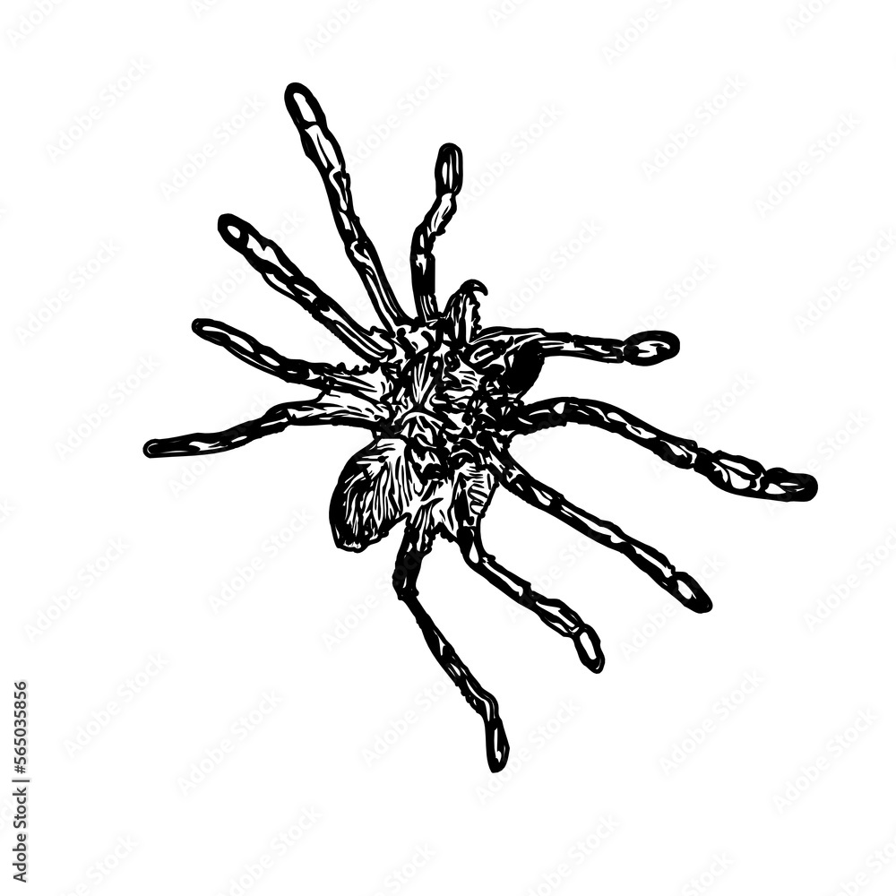 black and white sketch of spider with a transparent background black and white sketch of spider with a transparent background