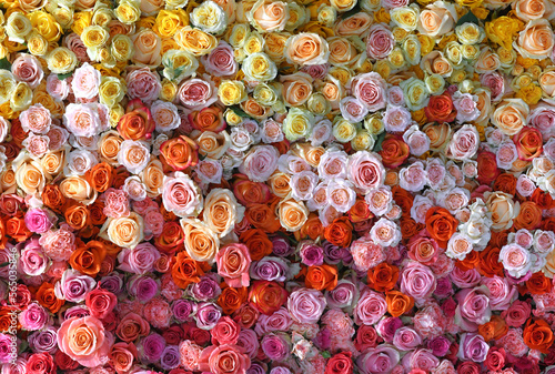 Foto Flowers wall background with amazing red, yellow, purple, and pink roses