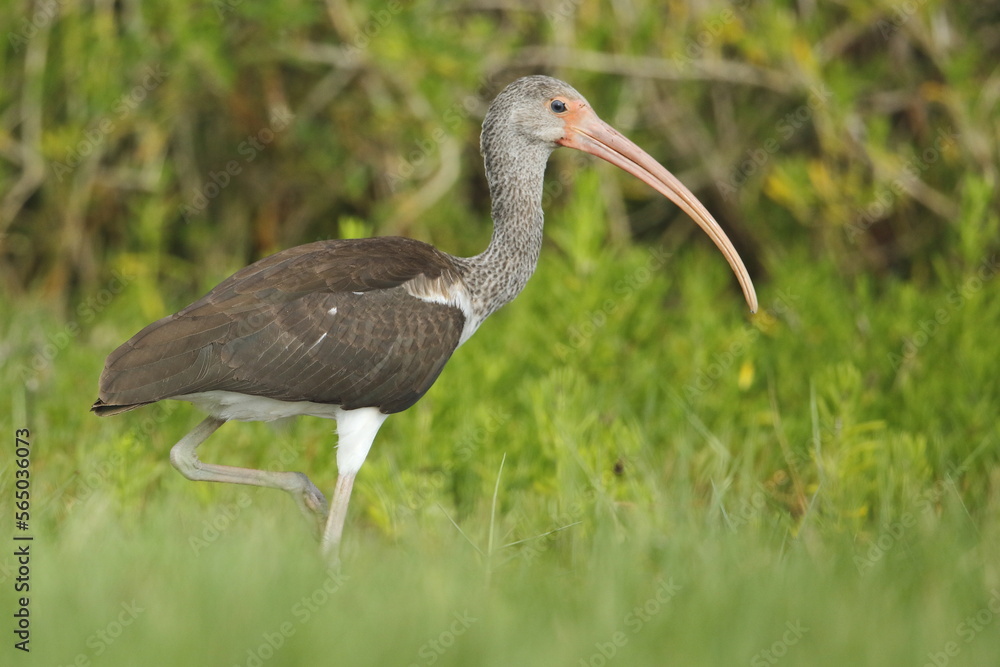 Obraz premium White Ibis, Eudocimus albus, Everglades National Park, Florida, USA