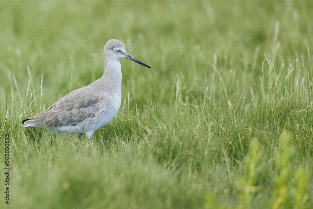Willet, Tringa semipalmata, Everglades National Park, Florida, USA Willet, Tringa semipalmata, Everglades National Park, Florida, USA