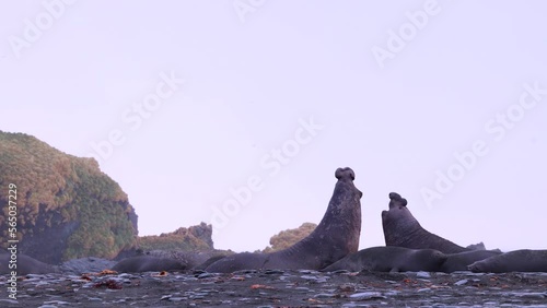 Two male elephant seals in violent fight then one runs away
