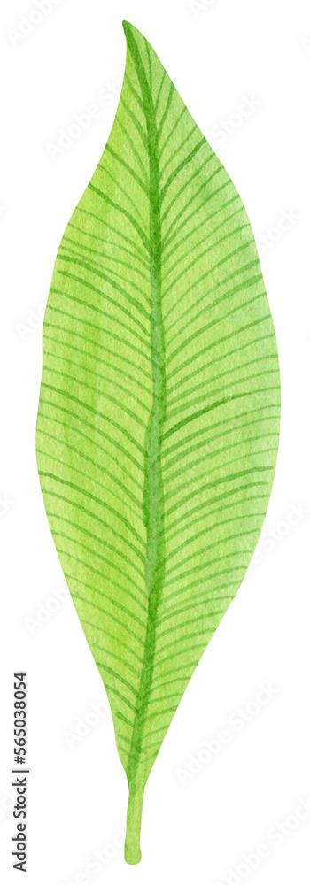 Fototapeta premium Watercolor colorful tropical leaves isolated on white background. Botanical illustration.