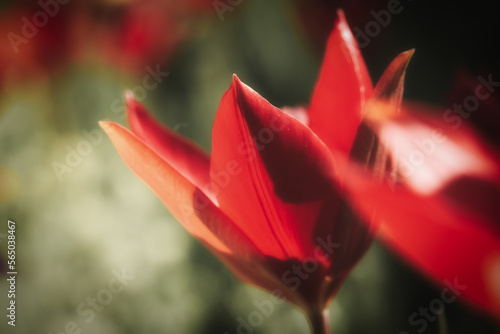 rote Blumen im Sommer