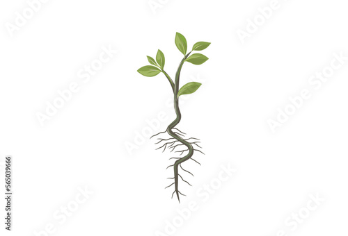 tree seeds vector illustrations