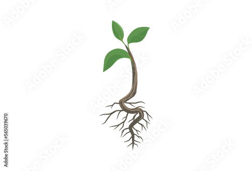 tree seeds vector illustrations