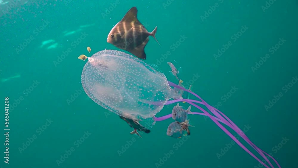 Most venomous Box Jellyfish swim in deep blue tropical ocean surrounded