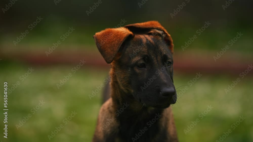 Portrait of Adorable Peaceful Young Belgian Malinois Dog in Park Facing Camera, Brown and Black Dog Face Head, Shallow Depth Of Field Portrait of Adorable Peaceful Young Belgian Malinois Dog in Park Facing Camera, Brown and Black Dog Face Head, Shallow Depth Of Field