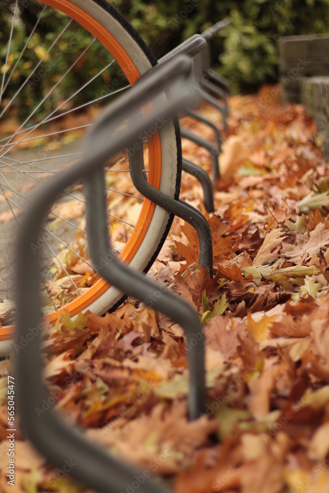 bench in the park