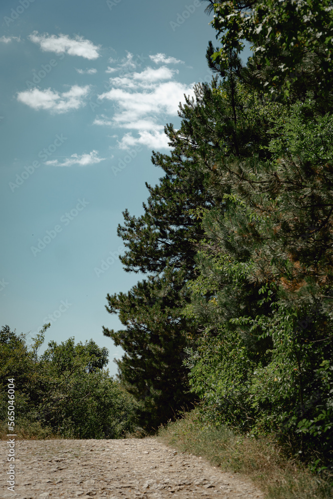 a road , with trees and bushes with different vegetation next to it under a blue sky under a cloudy sky in budapest a road , with trees and bushes with different vegetation next to it under a blue sky under a cloudy sky in budapest