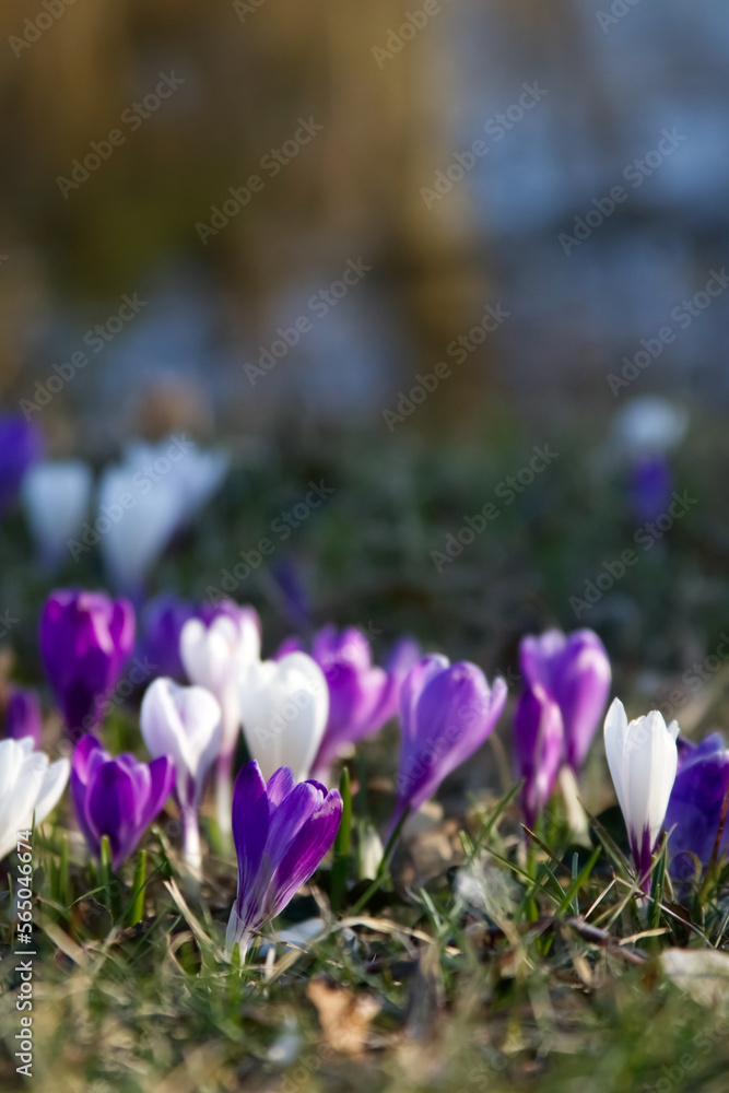 Tender crocuses on a spring lawn outside close-up Tender crocuses on a spring lawn outside close-up