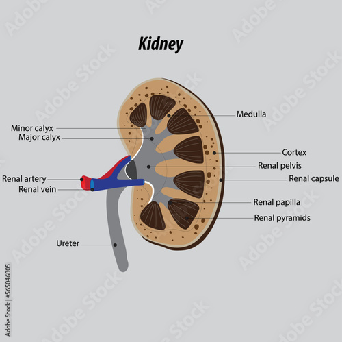 Structure drawing of kidneys. anatomy of kidneys.