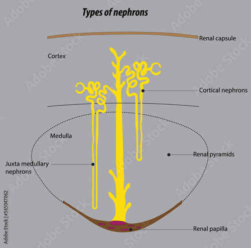  kidney anatomy illustration drawing Types of nephrons in human kidneys.