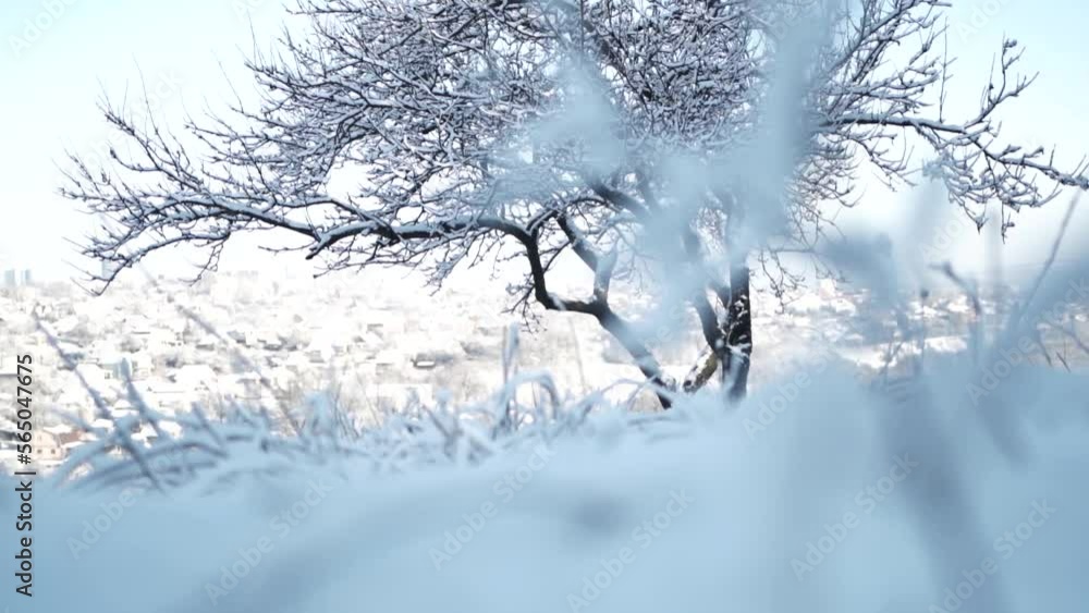 Winter forest with trees full of snow Winter forest with trees full of snow