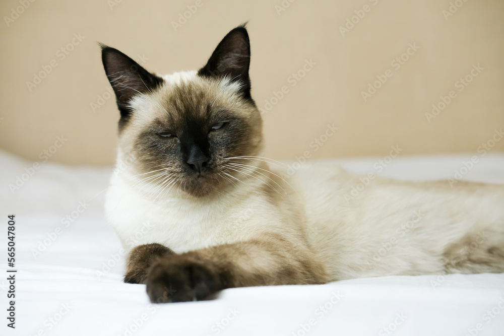 A fluffy Siamese cat with his eyes closed is resting on the bed.