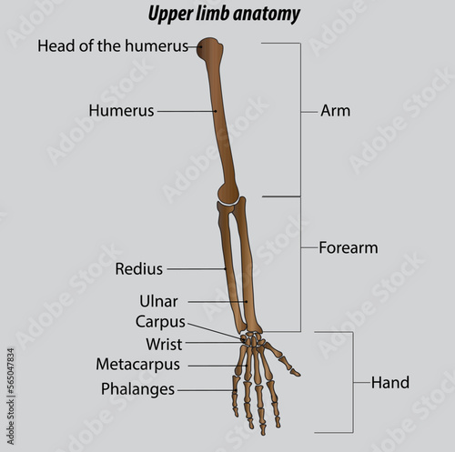 Arm forearm and hand bones drawing humerus radius ulna arm bones are labeled