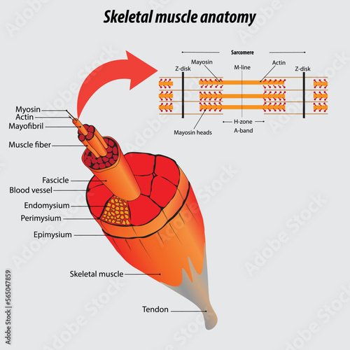 Labeled skeletal muscle anatomy vector illustration drawing. Structure of muscle. 