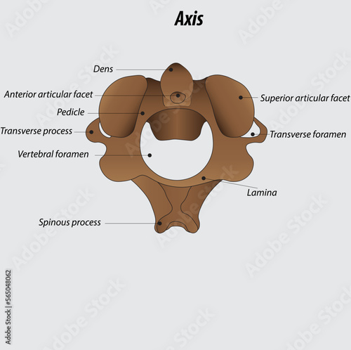 vector of Axis vertebra labeled diagram drawing