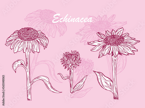 Summer Flowers. Medicinal plants Set. Echinacea Purpurea Flowers. Eastern Purple Coneflower. Alternative medicine. Biological additives are. Traditional herbal therapy. Vector illustration