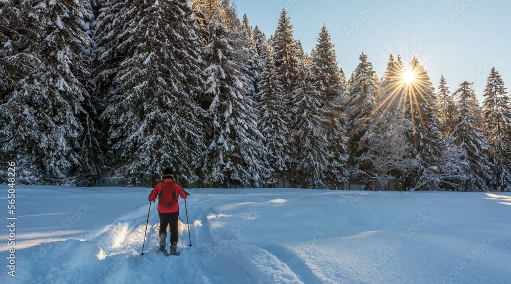 trekking with snowshoes in the Adamello Brenta Natural Park, Trentino Alto Adige, northern Italy, Europe