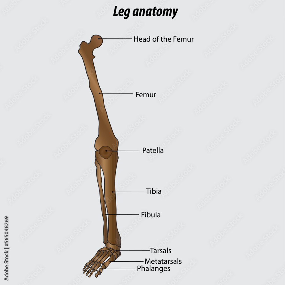 human leg anatomy drawing labeled drawing parts of the leg Stock Vector ...