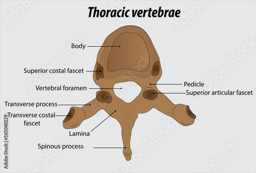 Thoracic vertebrae parts anatomy of the thoracic vertebrae labeled diagram illustration drawing photo