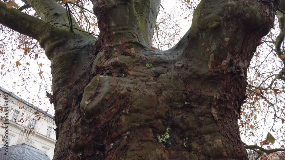 Old plane tree. Trunk Platanus