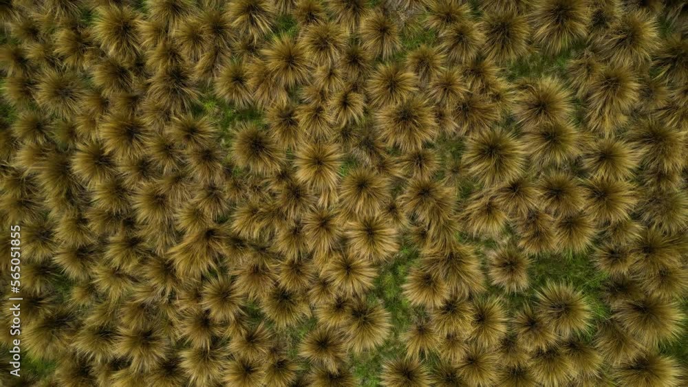 Field of red tussock grass in protected area - Southland, New Zealand; aerial Field of red tussock grass in protected area - Southland, New Zealand; aerial