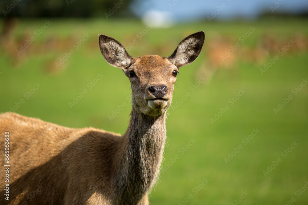 Portrait of deer at field Portrait of deer at field