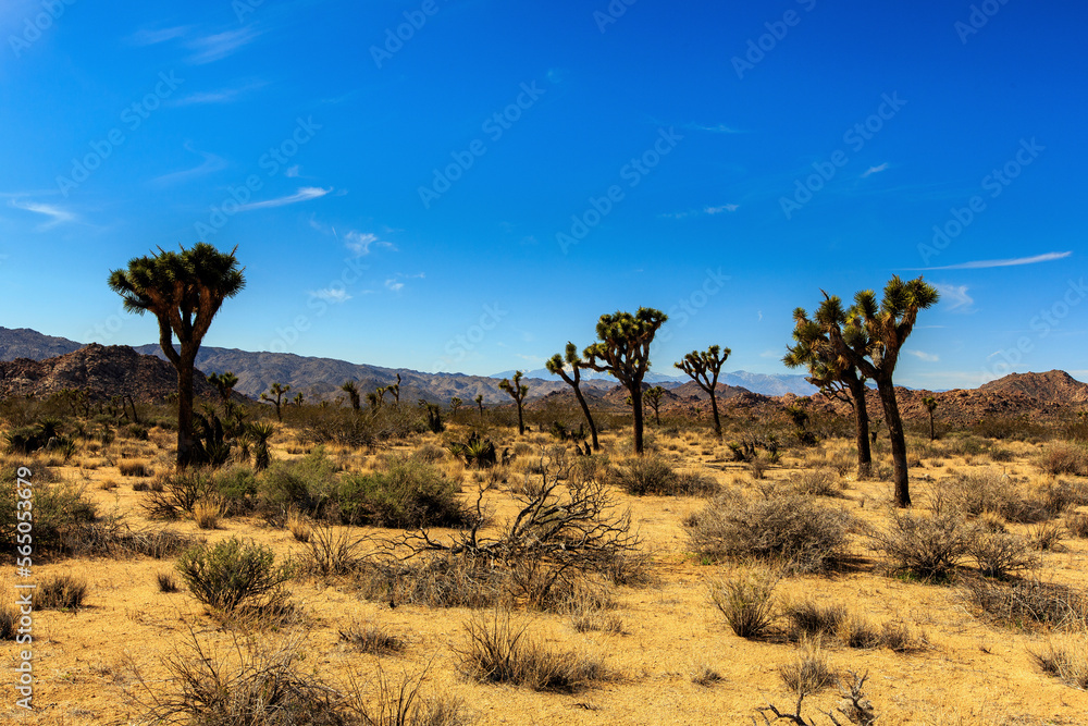 Scenic view of landscape against blue sky at Joshua Tree National Park during sunny day Scenic view of landscape against blue sky at Joshua Tree National Park during sunny day