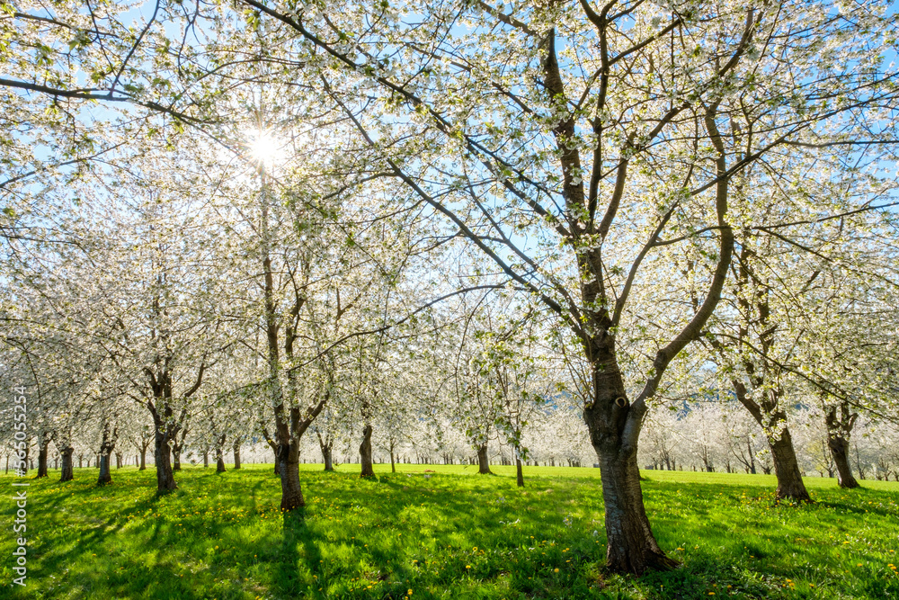 Blossoming cherry trees in spring, Eggenertal Valley, Schliengen, Baden-Wurttemberg, Germany Blossoming cherry trees in spring, Eggenertal Valley, Schliengen, Baden-Wurttemberg, Germany