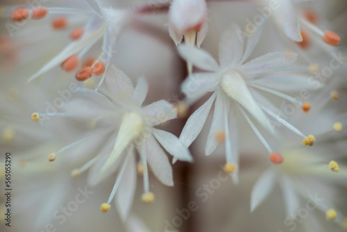 Close up of foamflower (Tiarella cordifolia) photo