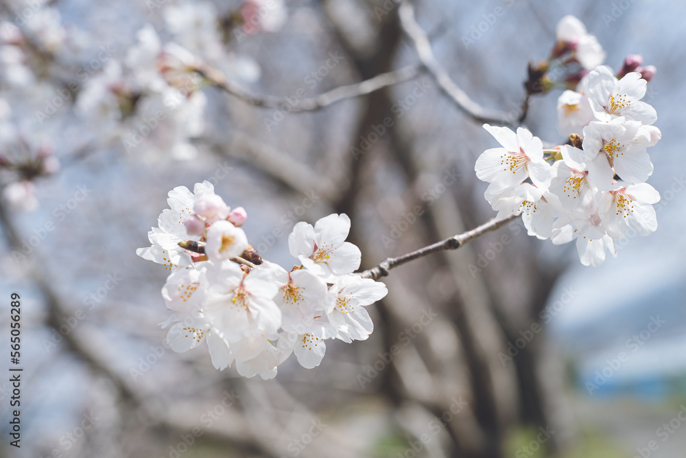 咲きはじめのソメイヨシノの桜の花 春のお花見スポット 九州福岡県うきは市浮羽町巨瀬川沿い流川の桜並木 咲きはじめのソメイヨシノの桜の花 春のお花見スポット 九州福岡県うきは市浮羽町巨瀬川沿い流川の桜並木