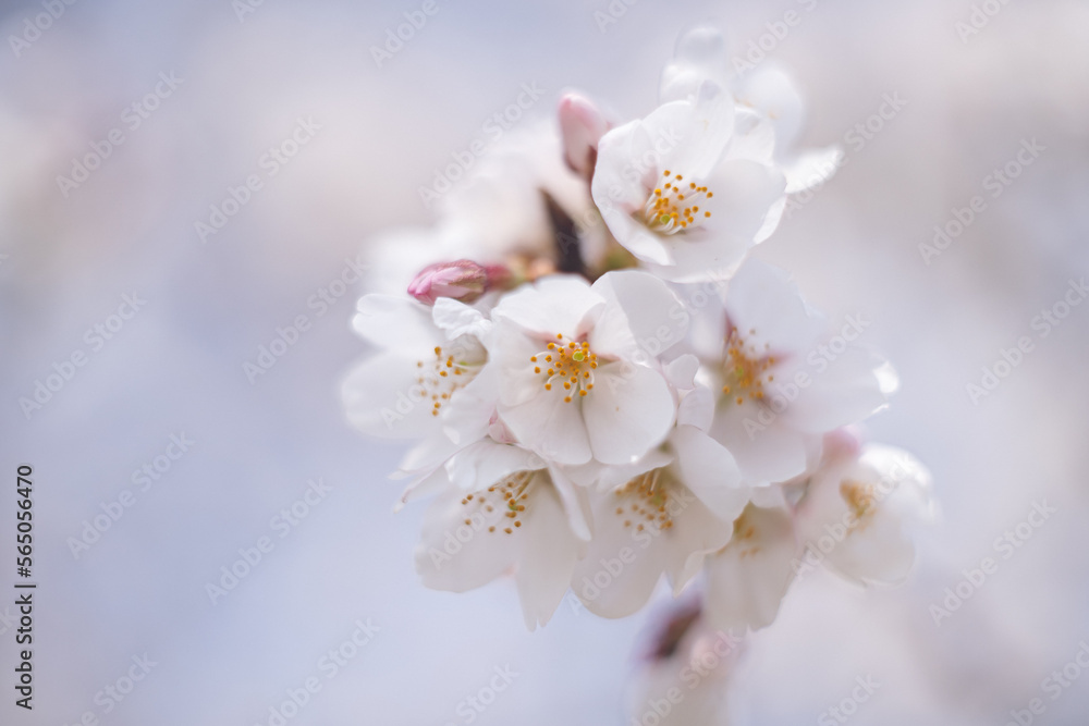 満開のソメイヨシノの桜の花 春のお花見スポット 九州福岡県うきは市浮羽町巨瀬川沿い流川の桜並木 満開のソメイヨシノの桜の花 春のお花見スポット 九州福岡県うきは市浮羽町巨瀬川沿い流川の桜並木