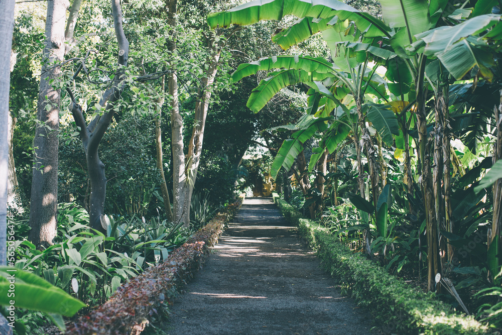 Trees and plants in the botanical garden. Dense green vegetation in the botanical garden. Puerto de la Cruz. Tenerife. Spain. Trees and plants in the botanical garden. Dense green vegetation in the botanical garden. Puerto de la Cruz. Tenerife. Spain.