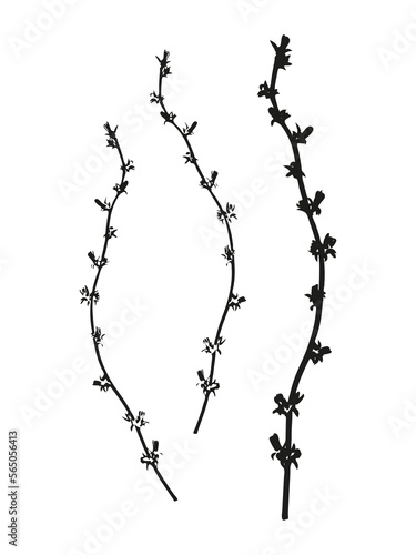 Botanical illustration. Vector silhouette of a plant, branch, twig, grass, herb or flower. Isolated black drawing on white background.